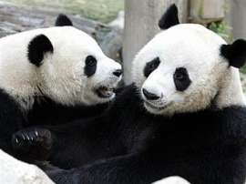 Панды в китайском зоопарке. Фото AFP
