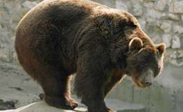 Бурый медведь. Архив РИА Новости
