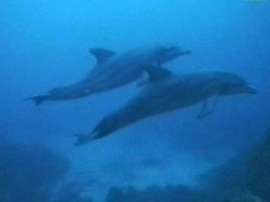 Ученые выяснили: дельфинам больно быстро плавать из-за воздушных пузырьков вокруг хвоста. Архив NEWSru.com