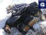 Выброшенные трупы 60 мертвых прооперированных собак обнаружены возле уральского поселка. Фото: РИА &quot;Новый Регион&quot;