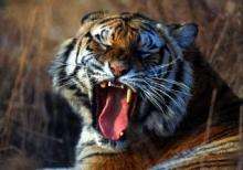 В китайском зоопарке тигр съел психически больного мужчину. Фото с сайта profimedia.cz