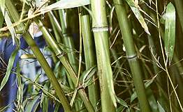 Индийскому штату Мизорам грозит голод из-за цветущего бамбука и крыс. Фото: РИА Новости
