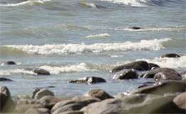 В Приморье началась экологическая акция на побережье Японского моря. Фото: РИА Новости