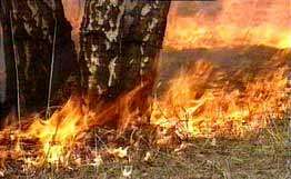 Режим ЧС введен в двух районах Забайкалья из-за лесных пожаров. Фото: РИА Новости