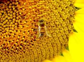 Правительство Великобритании разрабатывает программу защиты пчел. Фото: АМИ-ТАСС