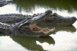Мексиканские биологи ловят крокодилов, чтобы сделать им промывание желудка. Фото: АМИ-ТАСС