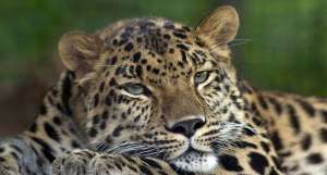 Экологи получили уникальные фотоснимки дальневосточных леопардов. Фото: wikipedia.org