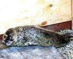 В заливе Петра Великого обитают пятнистые тюлени - ларги. Фото: &quot;ЭХО-ДВ&quot;