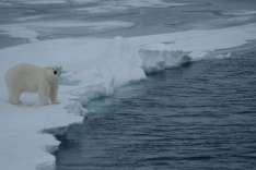 «Климатические послы» спасут белых медведей и Арктику. Фото: Росбалт