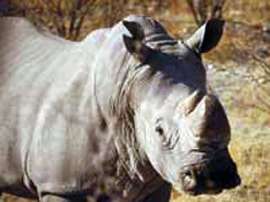 Технология клонирования будет использована в отчаянных попытках спасти одно из редчайших животных на Земле - северного белого носорога, который находится на грани вымирания. Архив NEWSru.com