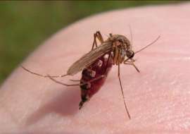 Португальская &quot;Сеть бдительности&quot; будет следить за комарами. Фото: АМИ-ТАСС