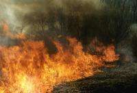 С начала пожароопасного сезона в России зафиксировано 4852 пожара. Фото: WWF России