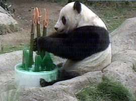 В зоопарке Токио умерла панда. Фото: Вести.Ru