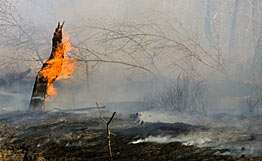 Крупный пожар на торфяниках под Великим Новгородом локализован. Фото: РИА Новости
