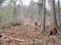 Рубки на крутосклонах – явное нарушение лесного законодательства. Фото: WWF России / Е.Старостина