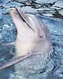 В Сочи обнаружили дельфина, сбежавшего из израильского питомника. Фото: ЮГА.ру