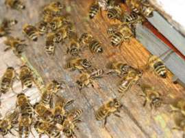 Жители венгерской деревни потребовали запретить разведение пчел. Фото: АМИ-ТАСС