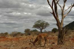 Экологи обеспокоены состоянием Кенийского национального парка. Фото: АМИ-ТАСС
