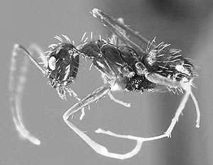 «Разумные» муравьи, которые передвигаются хаотично и уничтожают всю сложную технику на своем пути, атакуют родину Буша. Фото: discoverlife.org