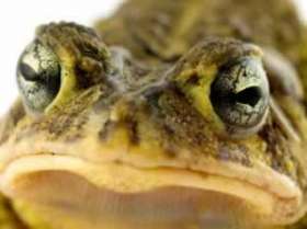 У лягушек Odorrana tormota, живущих в очень шумных местах, система звукового общения достигла небывалой для лягушек степени развития. Фото с сайта www.newscientist.com