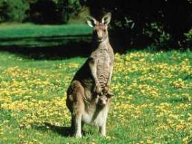 Австралийцы пытаются спасти кенгуру от расстрела. Фото: АМИ-ТАСС
