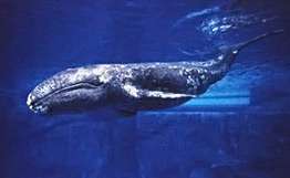 &quot;Сахалин-1&quot; угрожает малочисленной популяции серых китов. Фото: РИА Новости