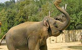 Дикий слон растоптал двух человек на севере Индии. Фото: РИА Новости