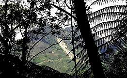 Бразилия будет бороться с вырубкой лесов при помощи электронных чипов. Фото: РИА Новости