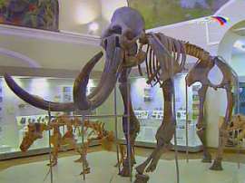 Останки мамонта найдены в Пензенской области. Фото: Вести.Ru