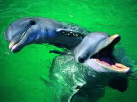 Новая Зеландия реализует новую программу по защите двух самых редких видов дельфинов в мире. Фото: АМИ-ТАСС