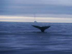 На Чукотке добыт первый в этом году кит. Фото: АМИ-ТАСС