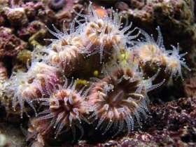 Кораллы из рода Caryophyllia, вымирающие из-за повышения кислотности морской воды. Фото с сайта marlin.ac.uk
