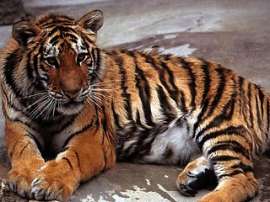 Всемирный банк взялся за спасение диких тигров. Архив NEWSru.com