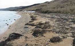 Специалисты начнут очистку прибрежного грунта в Керченском проливе. Фото: РИА Новости