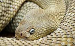 Самую большую гремучую змею можно увидеть в Московском зоопарке. Фото: РИА Новости