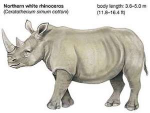 Северный белый носорог (Ceratotherium simum cottoni). Иллюстрация с сайта Encyclopaedia Britannica