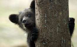 Кузбасские медвежата-сироты переехали в частный зоопарк. Фото: РИА Новости