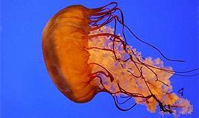 Осторожно: медузы наступают. Фото: MIGnews.com