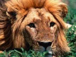 Число львов в Кении катастрофически уменьшается. Фото: АМИ-ТАСС