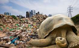 На свалке в Дели обнаружили чудом уцелевшую гигантскую черепаху. Фото: РИА Новости