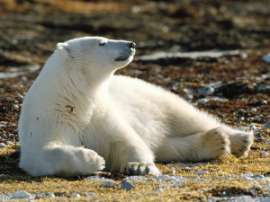 Смогут ли белые медведи приспособиться к изменению климата? Фото: АМИ-ТАСС