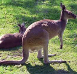 Сумчатый кенгуру. Фото: АМИ-ТАСС