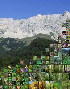 На фоне красивой фотографии французских Альп учёные собрали мозаику из растений, которые подверглись массовому &quot;бегству&quot; (иллюстрация Science).