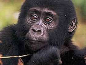 Молодая горная горилла. Этот вид находится на грани полного истребления. Фото пользователя KMRA сайт wikipedia.org