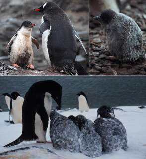 Детёныш папуанского пингвина вымок под дождём (вверху слева), а оперение пингвинят Адели (справа и внизу) покрылось льдом и снегом (фото Fiona Stewart, Dee Boersma).