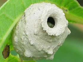Гнездо-&quot;горшочек&quot; пилюльной осы. Фото с сайта bugguide.net