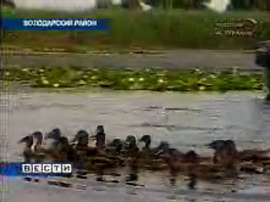 В Астраханской области нашли способ сберечь популяции диких уток. Фото: Вести.Ru