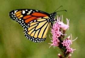 ЮНЕСКО признало Всемирным природным наследием заповедник, где зимуют перелетные бабочки. Фото: АМИ-ТАСС