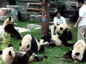 Гигантские панды в заповеднике. Фото AFP