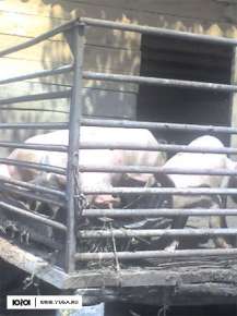 В Северной Осетии из-за африканской чумы продолжают уничтожение поголовья свиней. Фото: ЮГА.ру